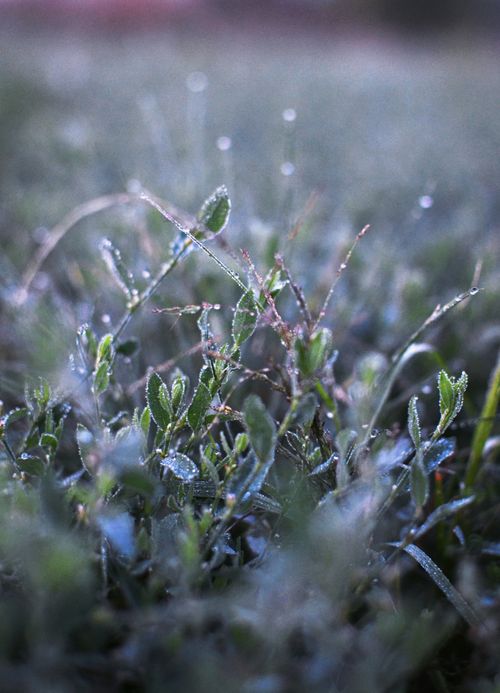 Free A close-up view of grass leaves covered with morning dew, capturing the serene beauty of nature. Stock Photo