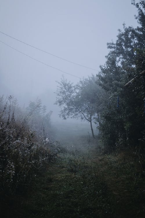 Gratis stockfoto met bomen, gras, milieu