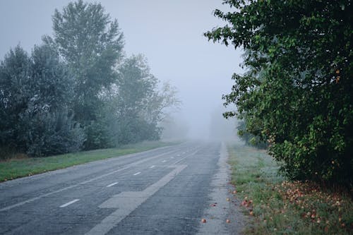 Immagine gratuita di alberi, asfalto, nebbioso