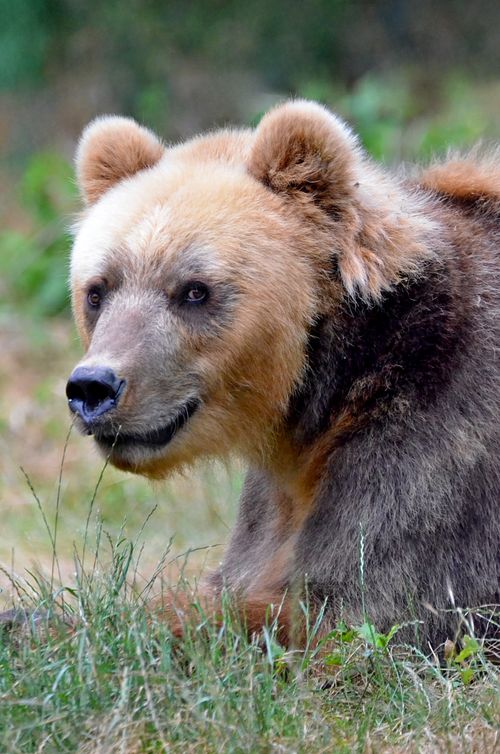 Free A detailed close-up of a grizzly bear resting in natural habitat, showcasing its features. Stock Photo