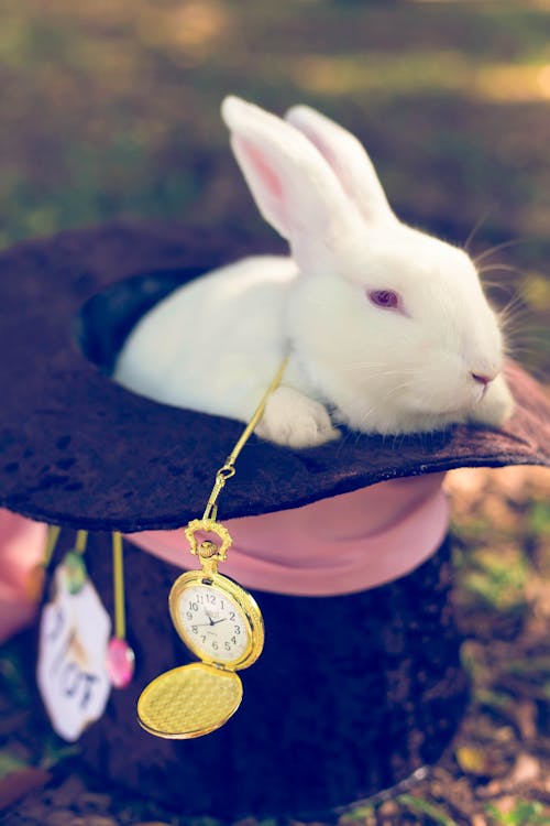 Kostnadsfri bild av alice i underlandet, djur, hatt