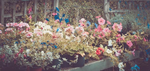 Fotos de stock gratuitas de cama de flores, flor de jardín, flores bonitas