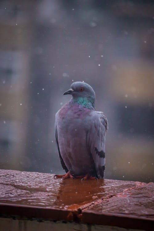 Photographie De Mise Au Point Peu Profonde Du Pigeon Gris