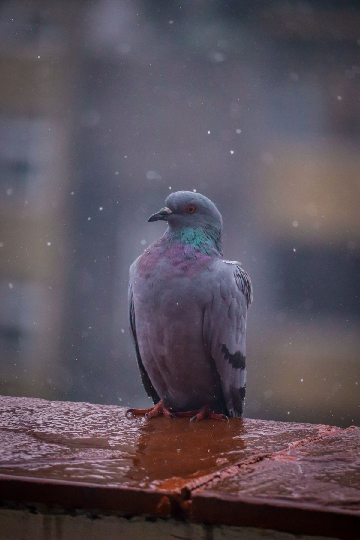 Pigeon portrait showing bird control subject