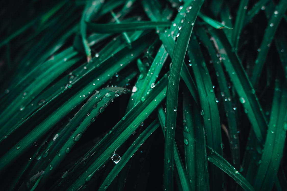 Free Green Leafed Plant With Water Drops Stock Photo