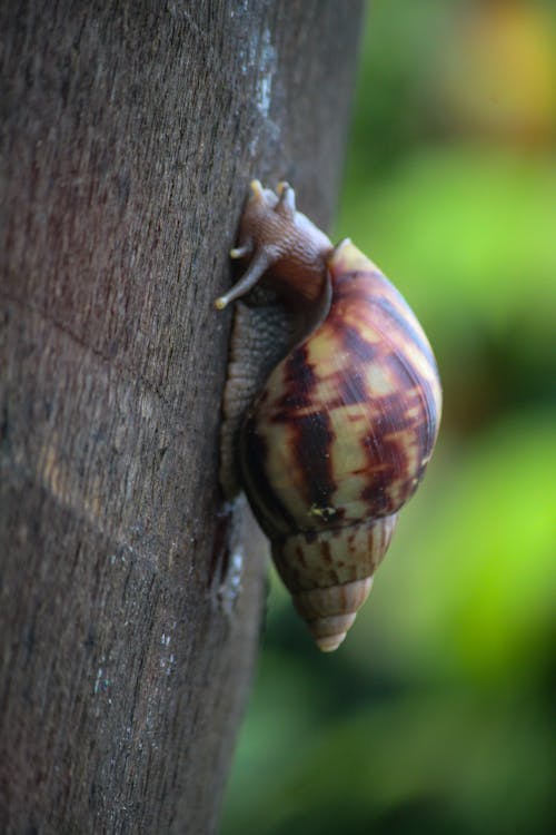 Kostenloses Stock Foto zu gartenschnecke, schnecke, schneckenhaus