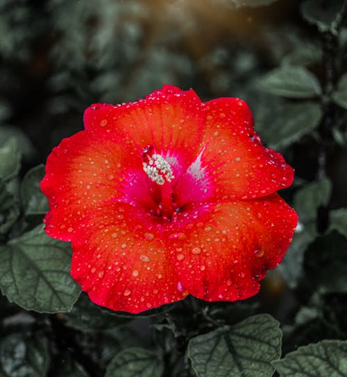 Foto d'estoc gratuïta de després de la pluja, flor bonica, flor vermella