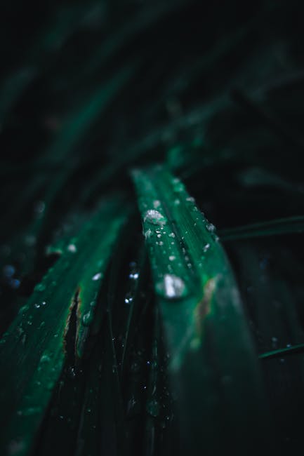 Water Drop at the Tip of a Leaf · Free Stock Photo