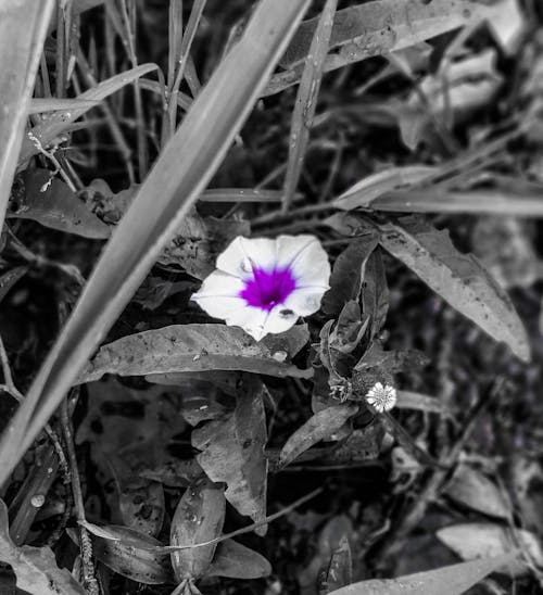 Бесплатное стоковое фото с красивый цветок, пурпурный, пурпурный цветок