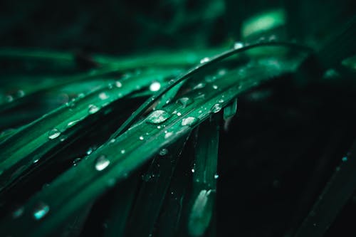 無料 水滴のある緑の植物 写真素材