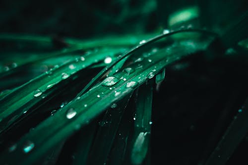 Green Plant With Water Droplets