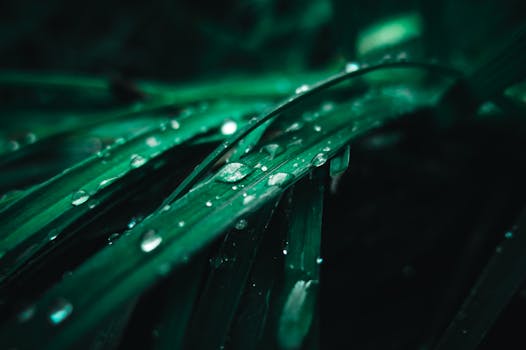 宏观镜头下，清新的绿草与露珠捕捉了自然的美丽与宁静