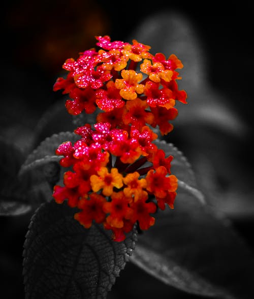 Foto profissional grátis de cheio de cor, flor bonita, flor vermelha