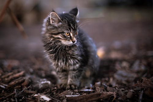 Brown Tabby Cat Stepping on Brown Dirt