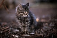 一只年幼的虎斑小猫坐在户外的落叶上，看起来既可爱又好奇