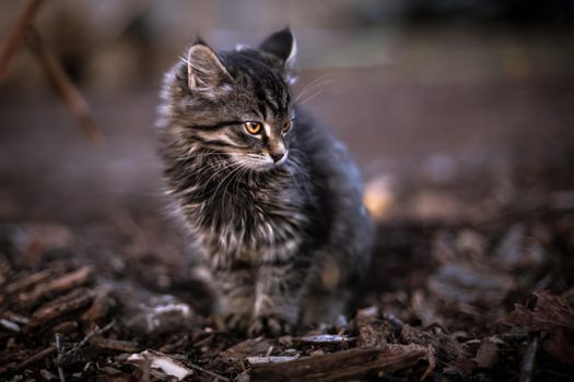 一只年幼的虎斑小猫坐在户外的落叶上，看起来既可爱又好奇