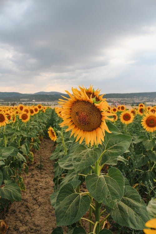 Sunflower Field Under a Gray Sky