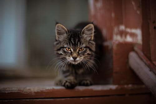 бесплатная Неглубокая фотография серебристой полосатой кошки Стоковое фото