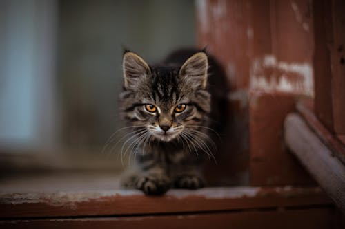 Shallow Focus Fotografie Von Silver Tabby Cat