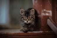 一只可爱的虎斑小猫坐在木制门廊上，眼睛十分引人注目，非常适合宠物爱好者