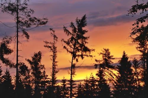 Безкоштовне стокове фото на тему «дерева, драматичний, Захід сонця»