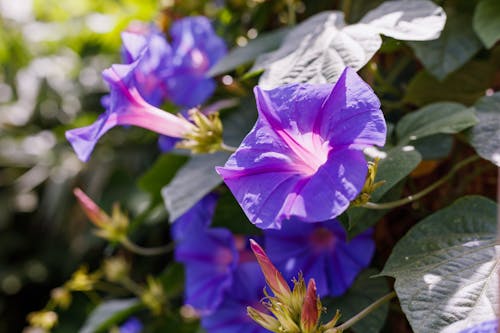 Ilmainen kuvapankkikuva tunnisteilla violetti kukka