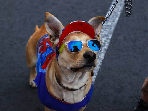 Close Up Photo of Dog Wearing Sunglasses