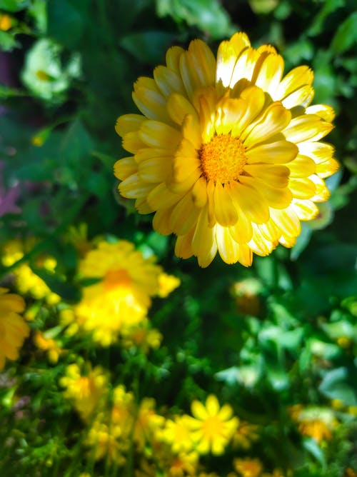 一切都是黄色的, 修剪花草, 向日葵 的 免费素材图片