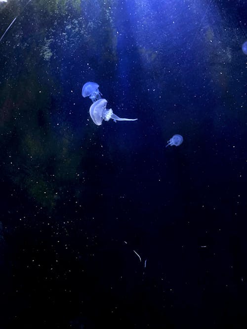 Free Underwater Photography of Jellyfish  Stock Photo