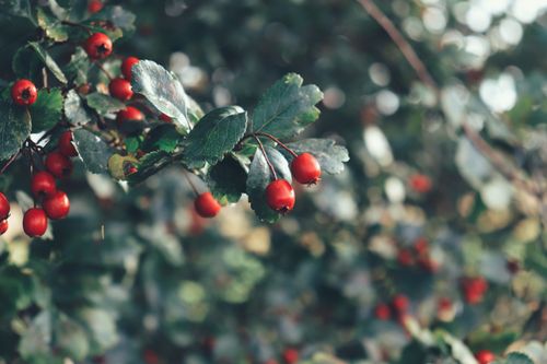 Free Detailed close-up of red hawthorn berries hanging on a leafy branch in autumn. Stock Photo