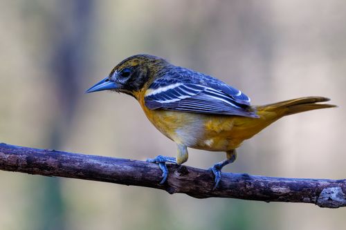 Free Close-up of a Baltimore Oriole with vivid plumage perched on a branch. Stock Photo