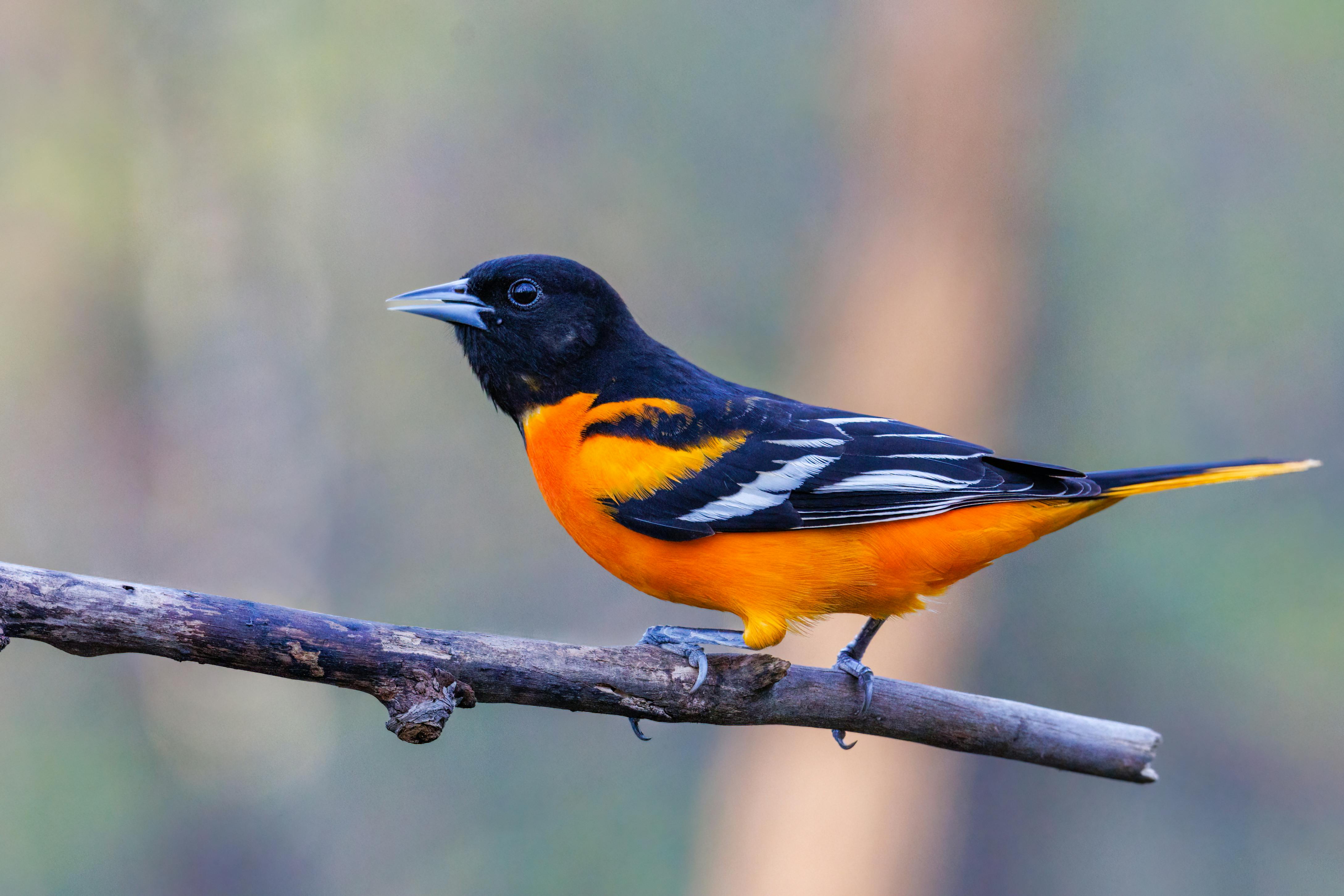 Download A bright orange Baltimore Orioles Bird perched on a branch