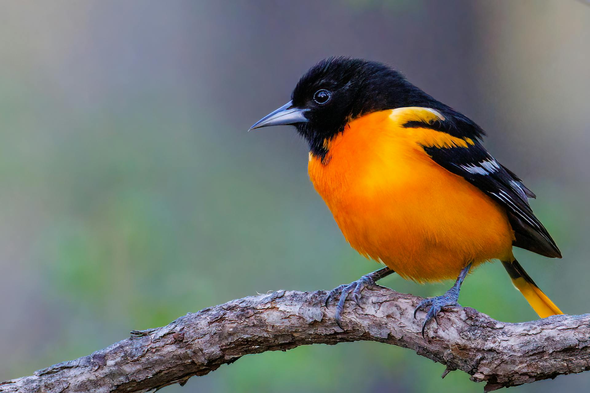Bright orange and black Baltimore Oriole perched on a branch.