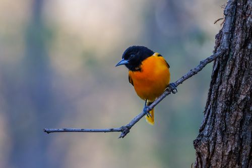Free Close-up of a Baltimore Oriole perched on a tree branch in a natural setting. Stock Photo