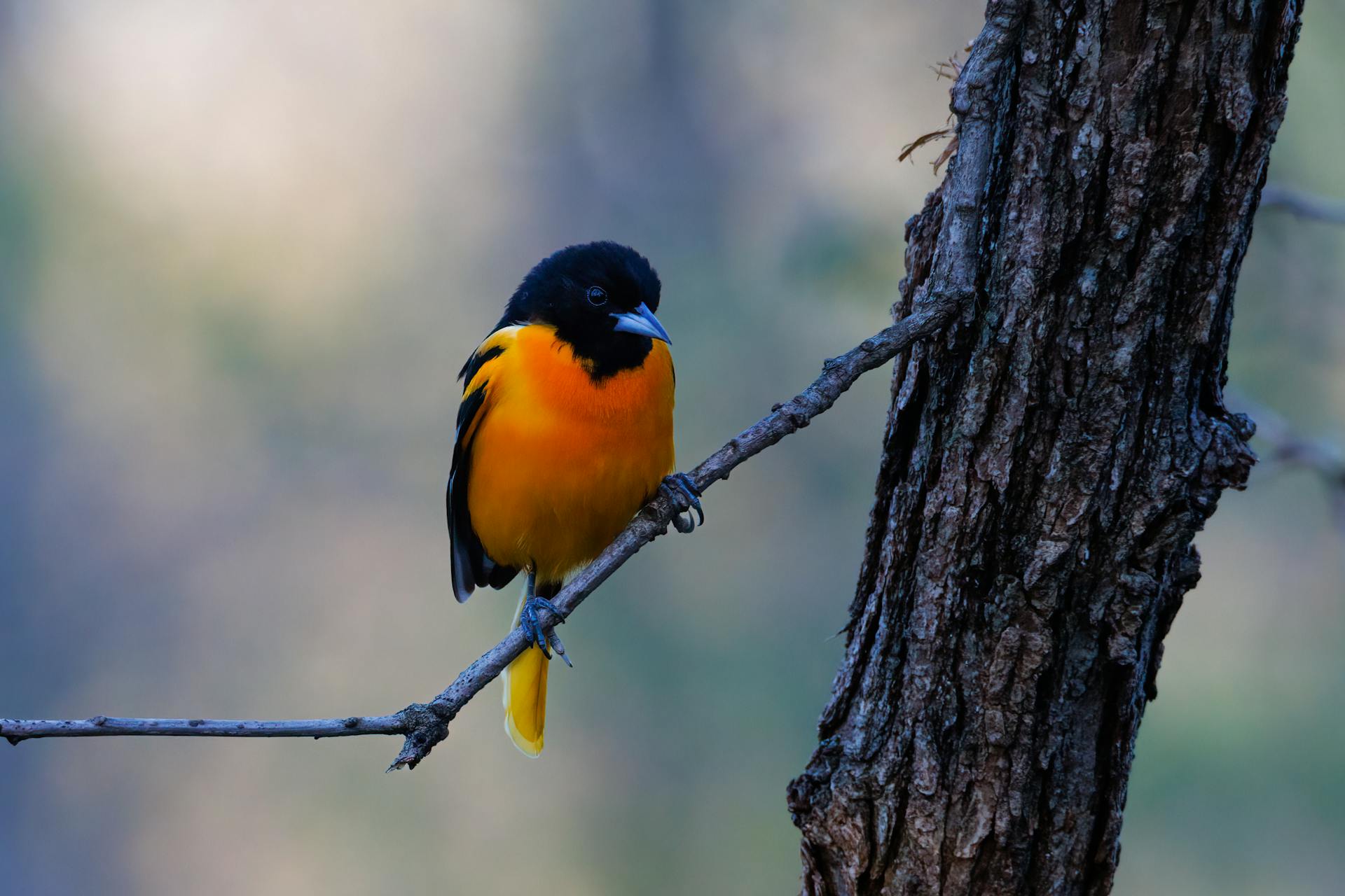 A vibrant Baltimore Oriole bird perched on a tree branch, showcasing its striking orange and black plumage.