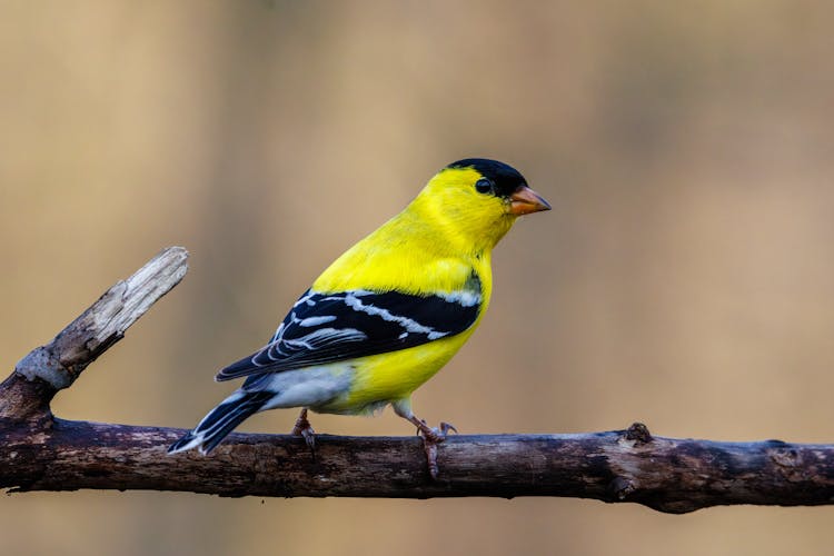 Close Up Of A Male American Goldfinch (Spinus Tristis) In Breeding Plumage After Spring Molt. Selective Focus, Background Blur And Foreground Blur.