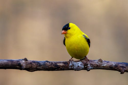 Ilmainen kuvapankkikuva tunnisteilla american goldfinch, kyyhöttävä, lähikuva
