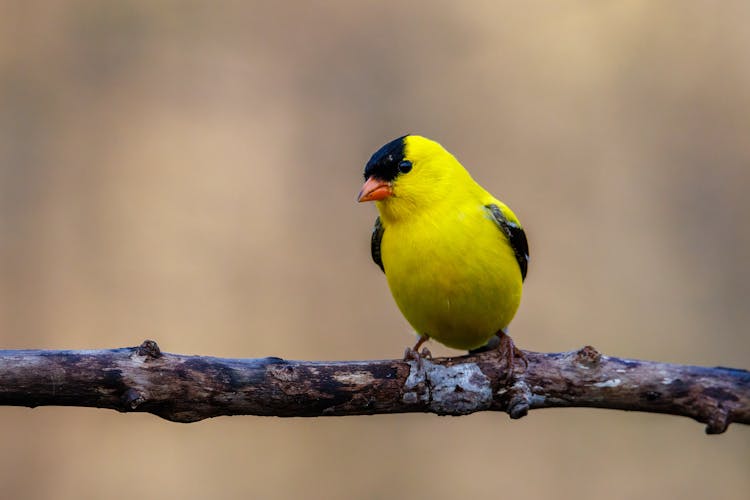 Close Up Of A Male American Goldfinch (Spinus Tristis) In Breeding Plumage After Spring Molt. Selective Focus, Background Blur And Foreground Blur.