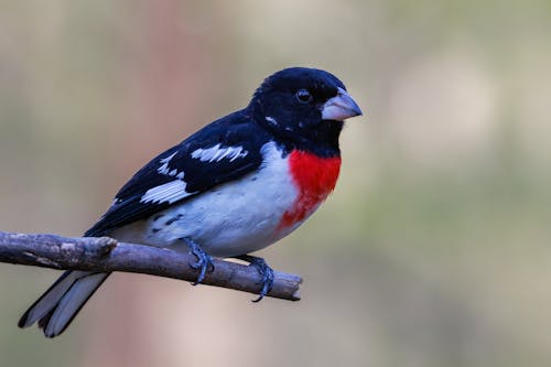 Close-Up Shot of a Rose-Breasted Grosbeak Bird Perched on the Branch
