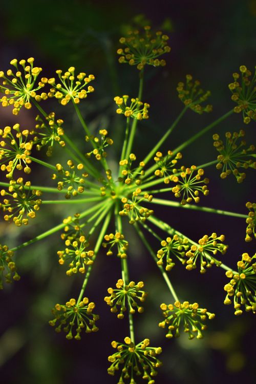 Free Detailed shot of yellow dill flowers in bloom, captured in a vertical frame. Stock Photo