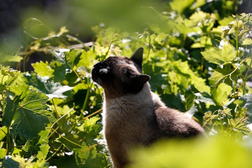 Katze Neben Grünblättrigen Pflanzen