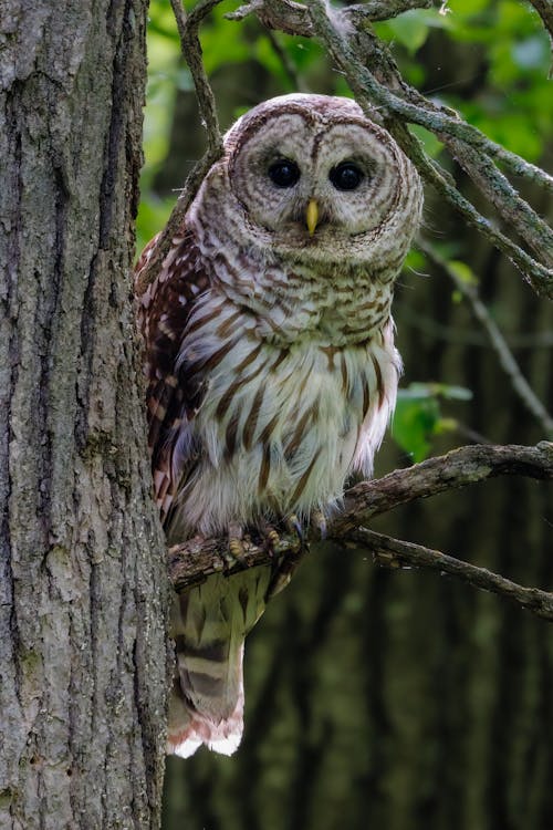 Free Close-up Photo of a Barred Owl Perched on a Branch Stock Photo