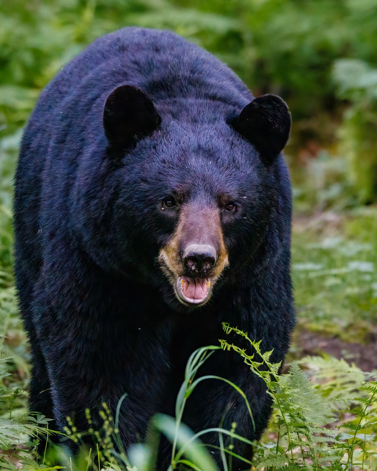 American Black Bear In Close Up Shot Free Stock Photo american-black-bear-in-close-up-shot-free-stock-photo