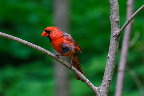 Fotos de stock gratuitas de animal, aviar, cardenal norteño