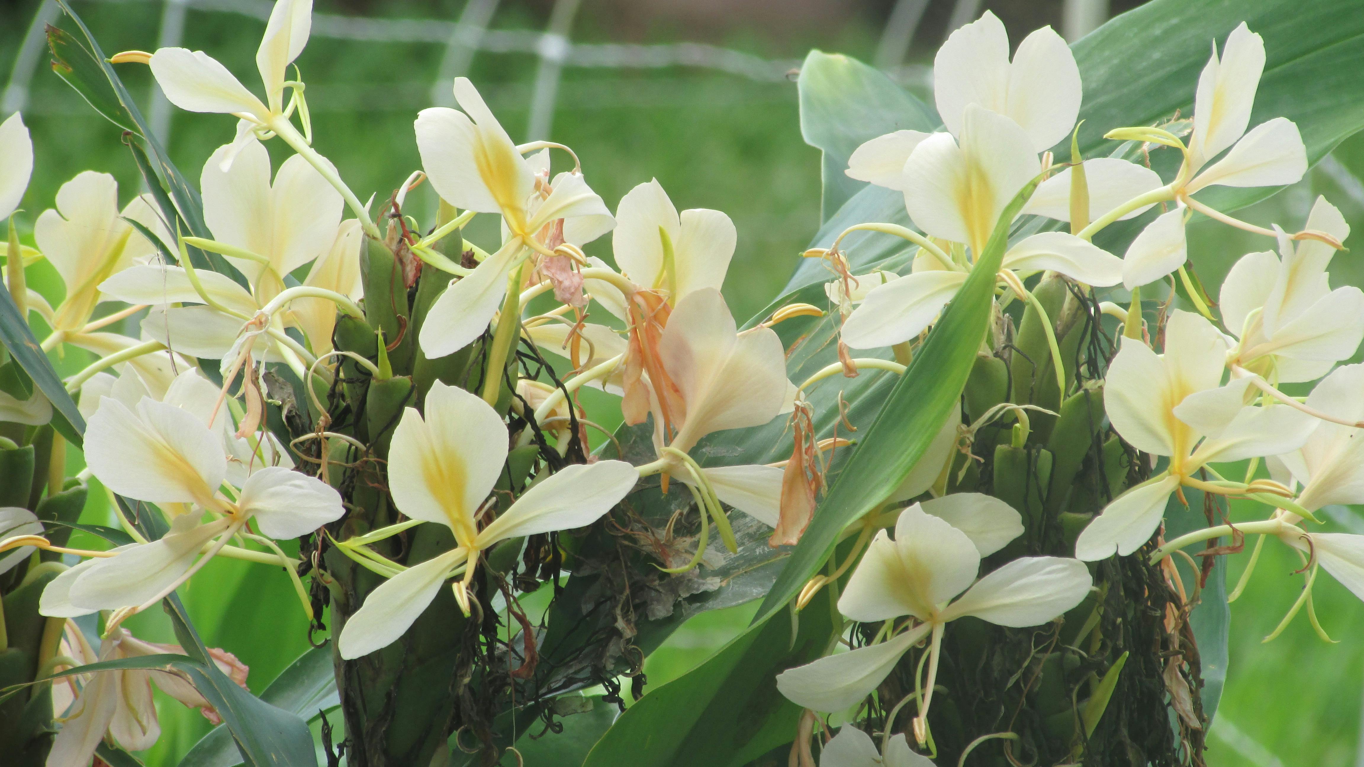 Free stock photo of white ginger flowers.... so sweet!