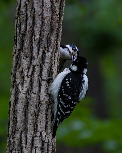 Close Up Photo of Woodpeckers