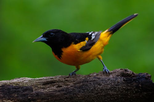 A Baltimore Oriole Blackbird Perched on Tree Branch Close-Up Photo