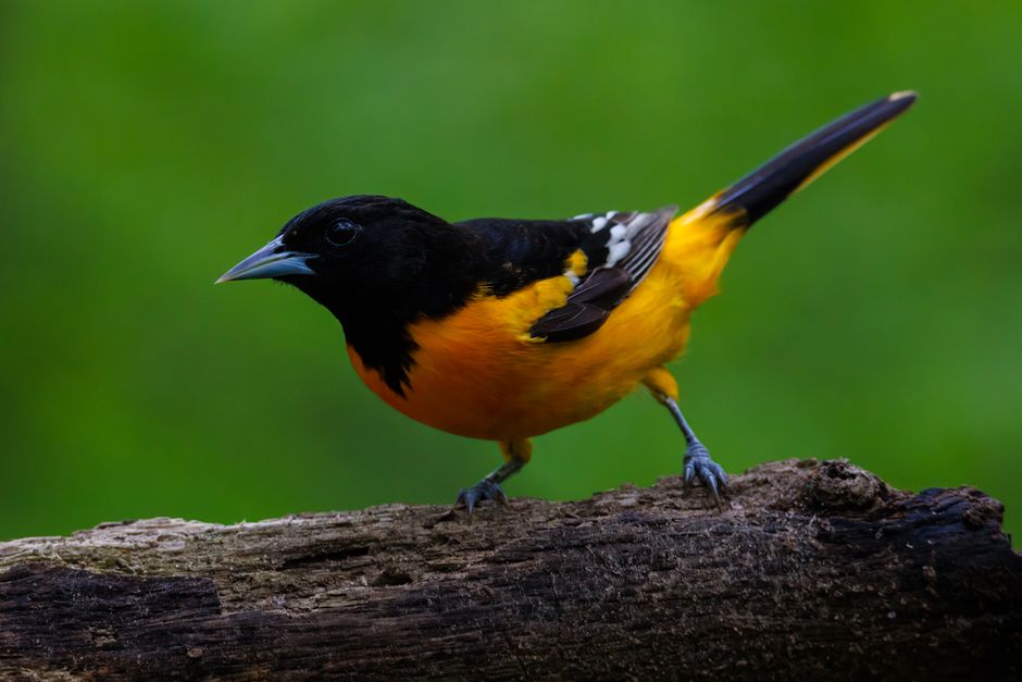 A vibrant Baltimore Oriole perched on a tree branch, showcasing its colorful plumage.