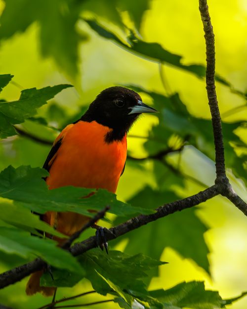 Free Vibrant Baltimore Oriole perched on a branch surrounded by lush green leaves, showcasing vivid orange plumage. Stock Photo