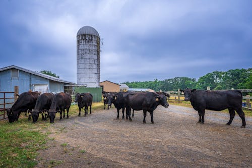 Kostenloses Stock Foto zu bauernhof, blauer himmel, kühe